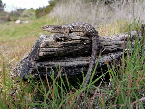 Escorr Alligator: The Mystery Deepens – What's Really Going On? Image 8