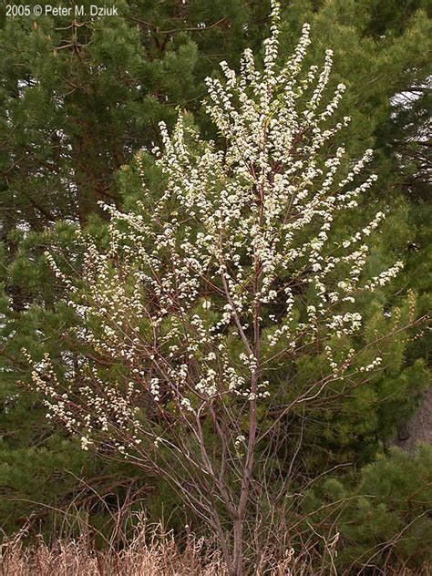 Prunus Pensylvanica Pin Cherry Minnesota Wildflowers