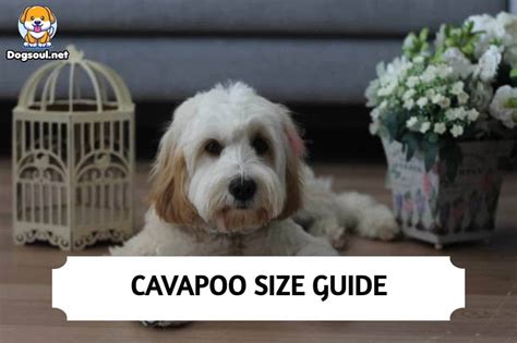 Cavapoo Size - How Big Do Full Grown Cavapoos Get?