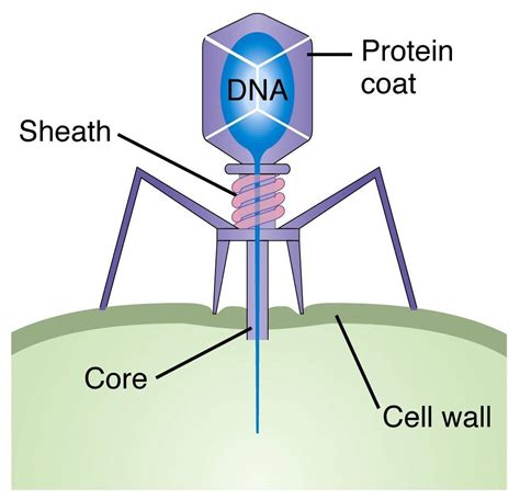Bacteriophage is a virus that infects and destroys bacteria. They have ...