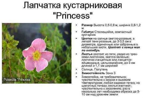 Лапчатка Принцесс. Описание, фото кустарника, посадка и уход