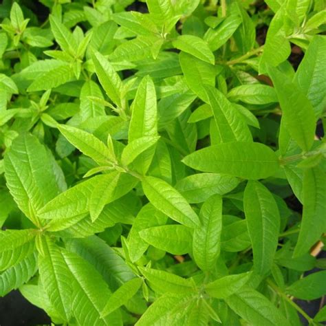 Lemon Verbena Plant Plant Addicts