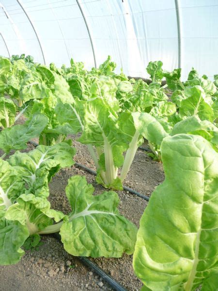 Graines Semis Poiree Blonde Carde Blanche Pqt G