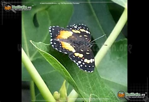 Bordered Patch Butterfly