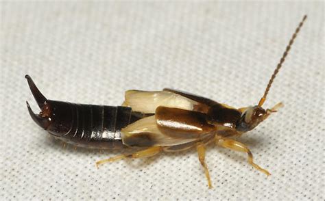 Banana Bug Euborellia Cincticollis Bugguidenet