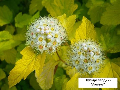 Цветущие Кустарники Многолетники Зимостойкие Фото С Названиями — New ...