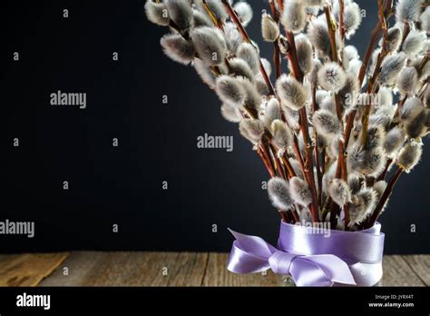 Pussy Willow Bunch On Dark Background Closeup Stock Photo Alamy