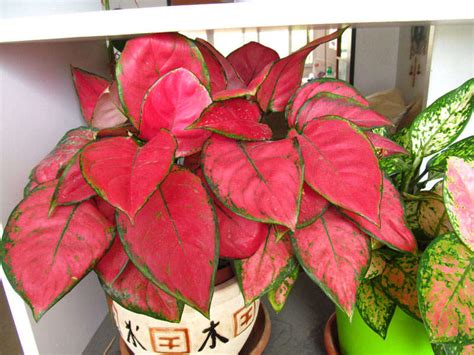 Аглаонема Розовая Фото — Mixyfotos.ru