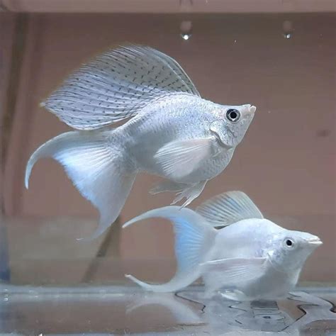 Hot Specials Only Guppies