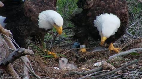 Fraser Point Bald Eagle Camera - Santa Cruz Island, California