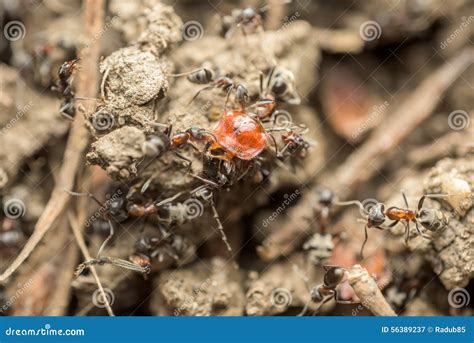A Swarm Of Ants In The Air Season Of Reproduction In Ants Winged Ants