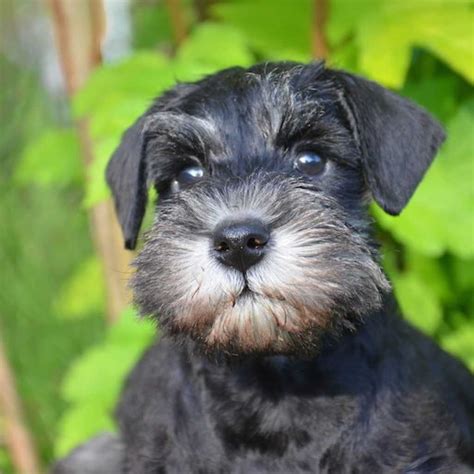 Цвергшнауцер (Миниатюрный шнауцер): обзор породы с фото и видео