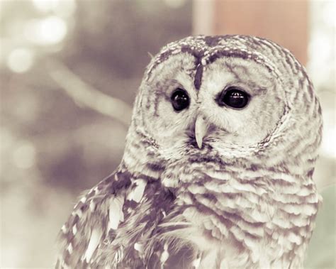 Owl Barred Owl White Gray Grey Bird Photography Nature Woods Etsy