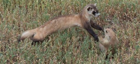 Species Profile Blackfootedferretorg