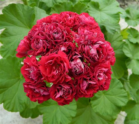 Розебудная пеларгония (герань): уход в домашних условиях, каталог ...