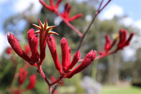 The Basics Of Kangaroo Paw Plant Care Dengarden