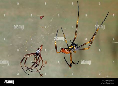 Australian Golden Orb Weaver Spider Nephila Edulis Large Female Which