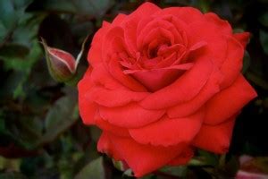 Саженец Розы "Оклахома"