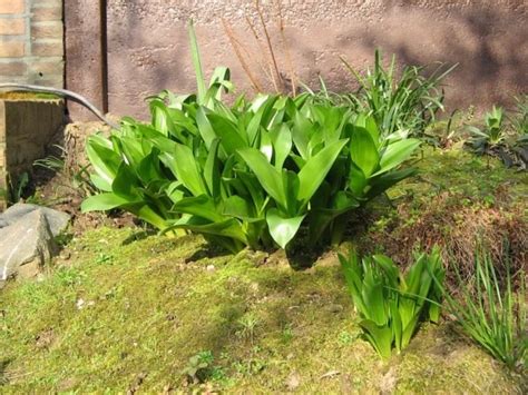 Осенний цветок — предвестник весны. Безвременник великолепный. Колхикум ...