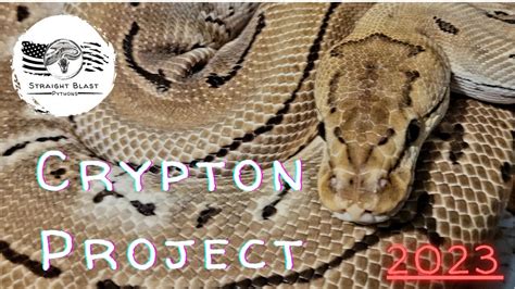 2023 Crypton Ball Python Breeding Plans Youtube