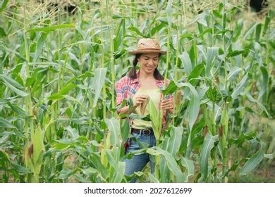 Smiling Latina Woman Showing Sugar Cane Stock Photo Shutterstock