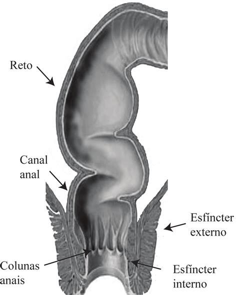 Diagrama De Borda Anal
