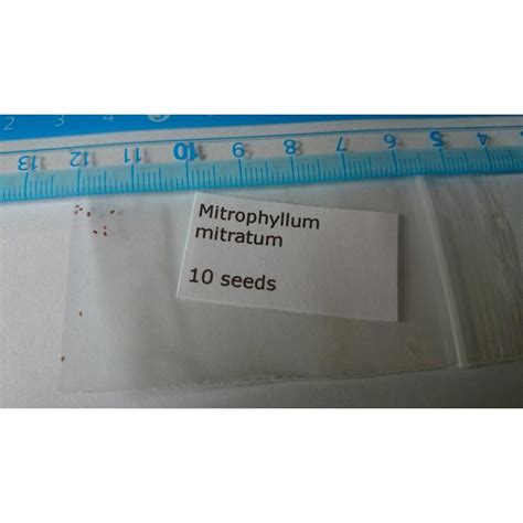 ミトロフィルム 怪奇鳥(Mitrophyllum mitratum)の種子 : 多肉植物ワールド - 通販 - Yahoo!ショッピング