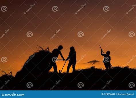 Hay Workers at the Farm in Transylvania , Traditional Village from ...