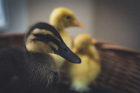 Quelle Est La Meilleure Alimentation Des Canards Pour Produire Un Bon