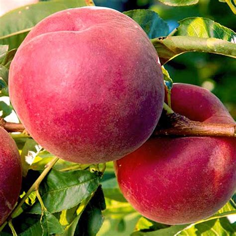 ᐉ Саженец персика Роял Ли 2 летний (14965512) • Купить в Киеве, Украине ...