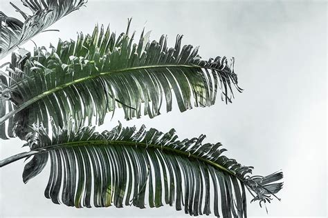 Palm Fronds Elegantly Hanging From Palm Tree Digital Art By Laura Diez