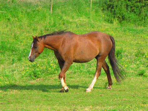 Brown Horse Walking Free Stock Photo - Public Domain Pictures
