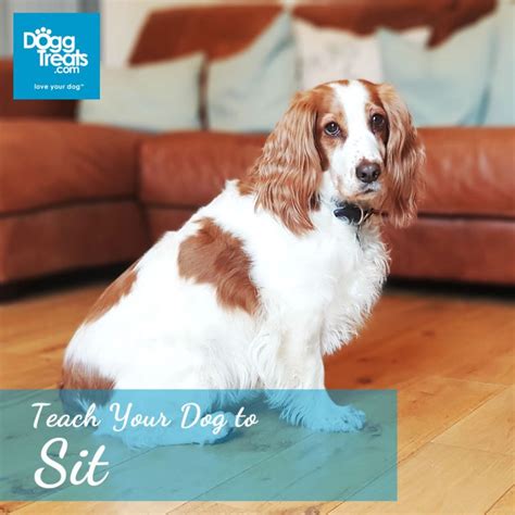 teach  dog  sit  time   easy steps doggtreats dog news  reviews