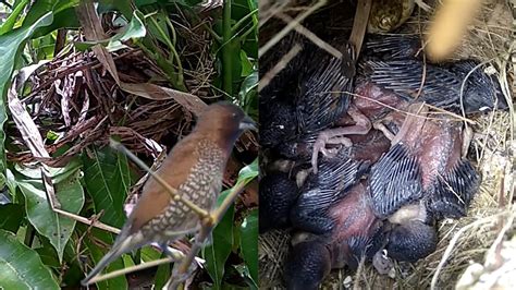 Memantau Sarang Burung Peking Emprit Lurik Ternyata Sudah Bulu Jarum