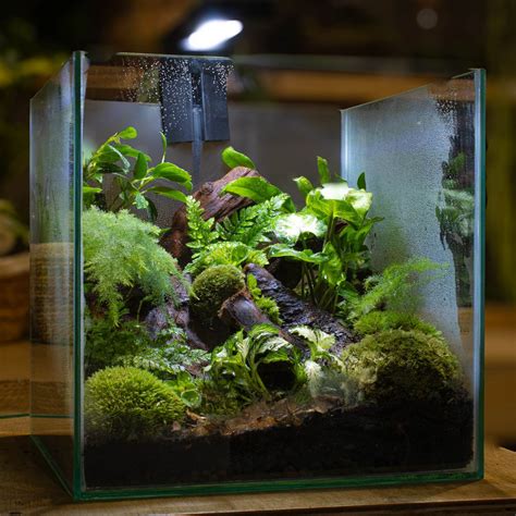 can you put cut plants in a terrarium 11