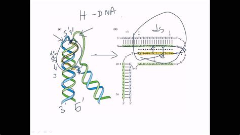 H DNA YouTube