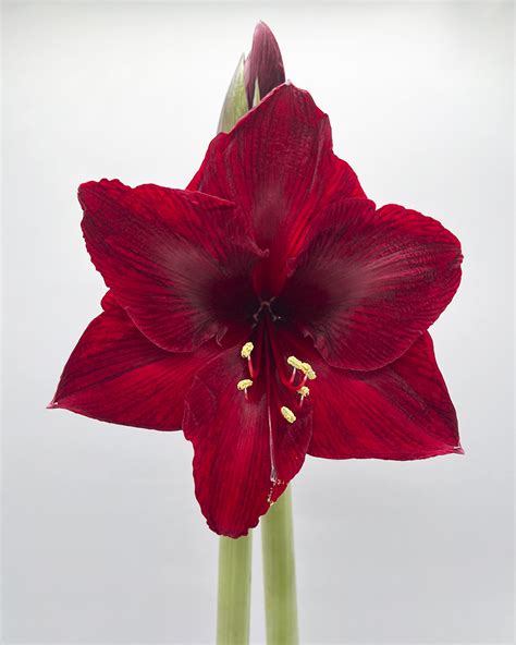 Amaryllis Red Reality Cm Potte