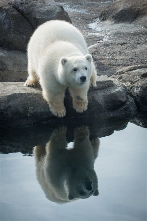 Nora, Oregon Zoo's polar bear cub, meets Tasul, zoo's elder statesbear ...