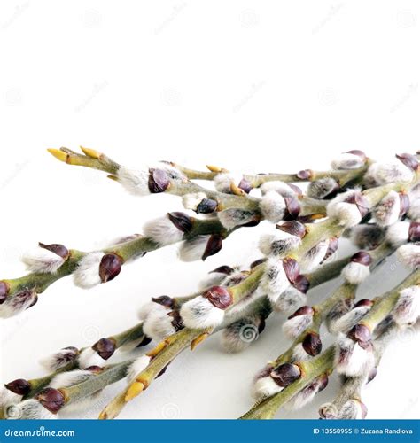 Salice Di Pussy Immagine Stock Immagine Di Festa Amento