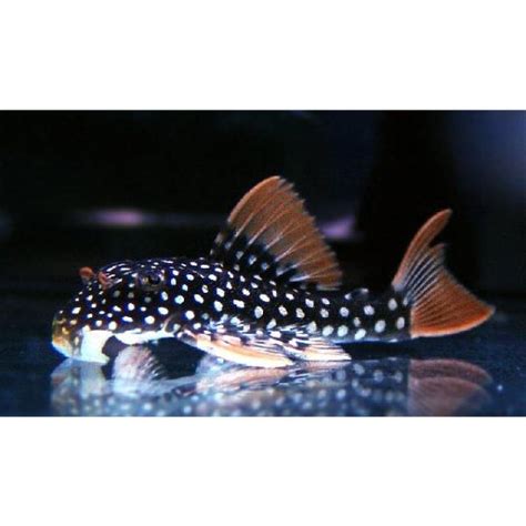 Sunshinegoldie Pleco L014 Hollywood Fish Farm Online