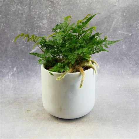 Paproć Davallia Fejeensis Humata L (Nogi Pająka) - MikroKlimat