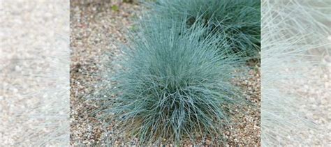 Овсяница сизая купить в Санкт-Петербурге | Товары для дома и дачи | Авито