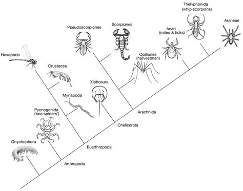 Chelicerate Relationships In The Context Of The Greater Arthropod