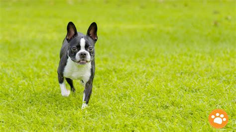 Factores Clave Que Influyen En La Obesidad En Perros Y Gatos