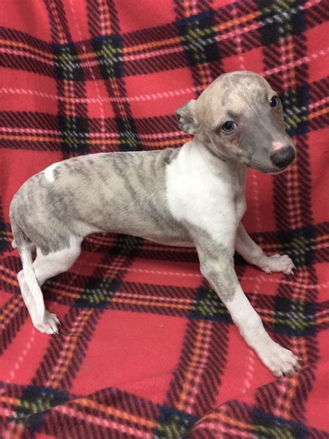 Blue whippet puppies ready now | in Thornbury, Bristol | Gumtree