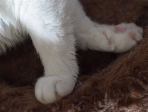 how do you cat weak for beginners 1