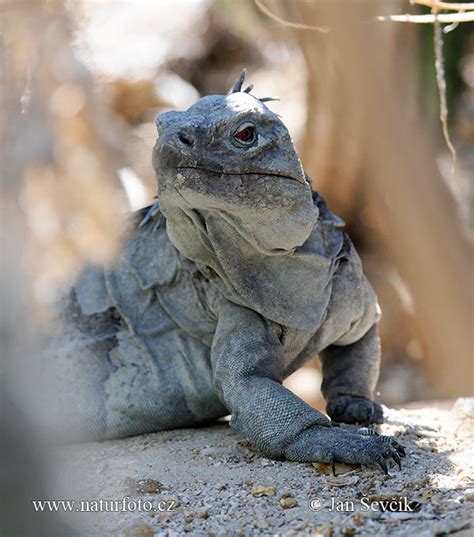 Leguán | Naturfoto.cz
