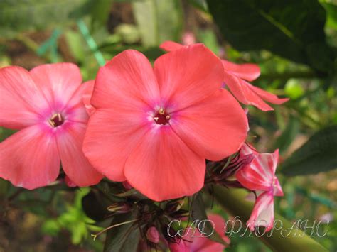 Сад Флоранс - Флоксы - (Phlox)