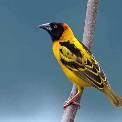 Village Weaver (Ploceus cucullatus) :: BirdWeather