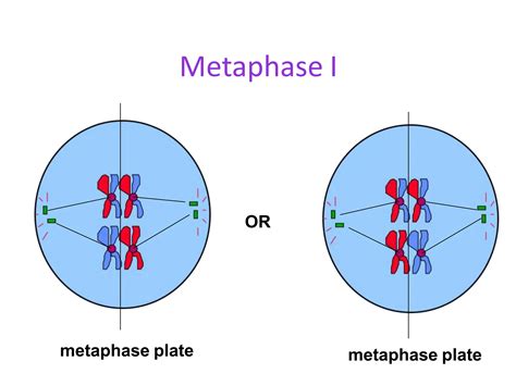 Meiosis Ppt For Bsc First Year Life Science Botany Zoology Ppt Free